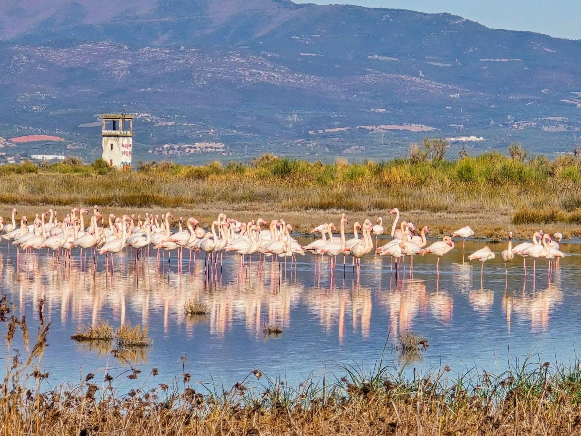 Flamingo View Suites & Villas Неа Потидея Екстериор снимка